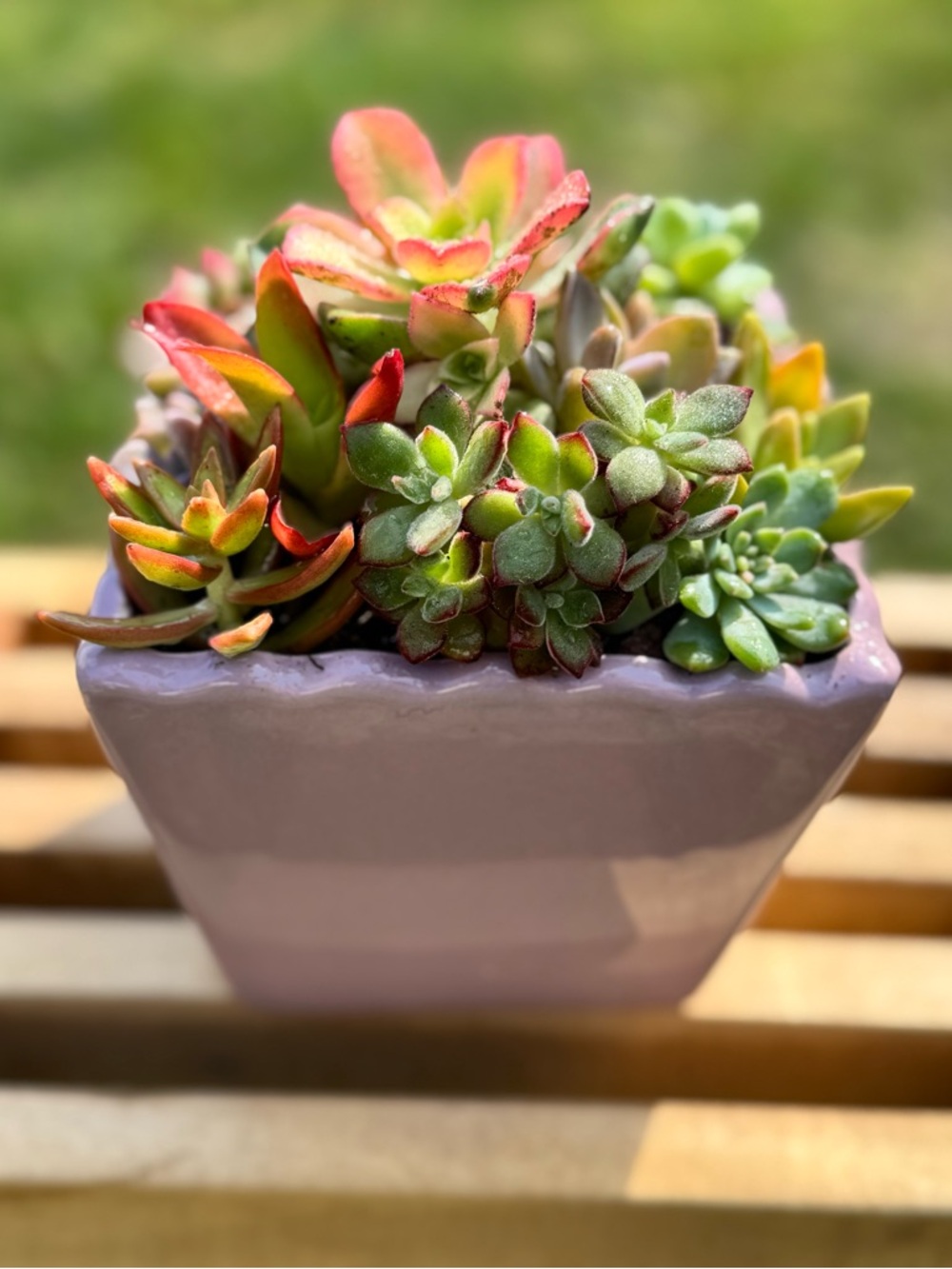 Beautiful Succulent Arrangement in Blush Pink Ceramic Pot